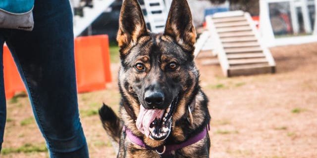 Lucky is training to detect spotted lanternfly eggs for the Pennsylvania Department of Agriculture. (Shelby Wise)