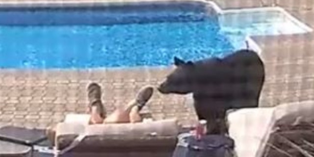 The napping man was unaware of the bear until it nudged his foot. (Dawn Bete via Facebook)