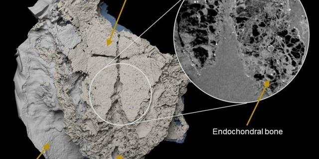 Virtual three-dimensional model of the braincase of Minjinia turgenensis generated from CT scan. Inset shows raw scan data showing the spongy endochondral bone inside. (Credit: Imperial College London)