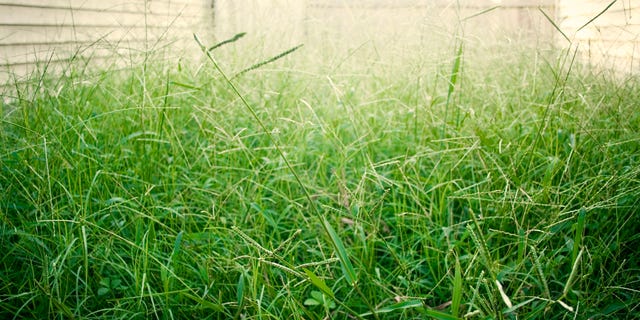 Lawn mower's nightmare - overgrown grass and weeds