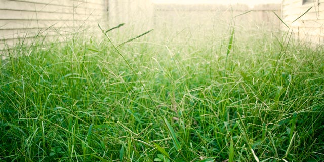 Lawn mower's nightmare - overgrown grass and weeds