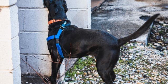 Pacy, a Labrador retriever, finds a spotted lanternfly egg mass. (Shelby Wise)