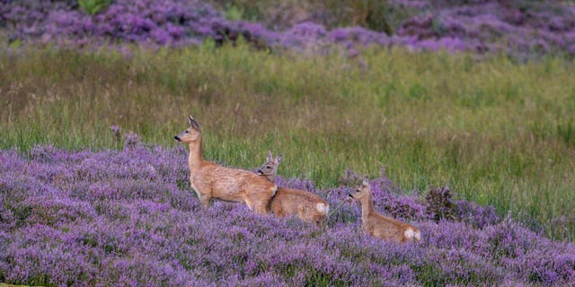 This glorious photo shows a female deer with her two fawns in a field of heather at first light in Glen Quaich, Perthshire. (Credit: SWNS)