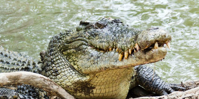 File - A crocodile launched itself at a fishing vessel and bit a man on the head before the man's friend fought the predator off with a knife, according to a local report.