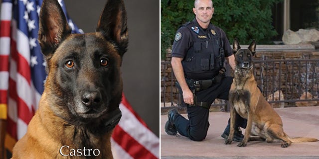 K-9 Castro served on the force for six years with his handler Officer Blackwell.