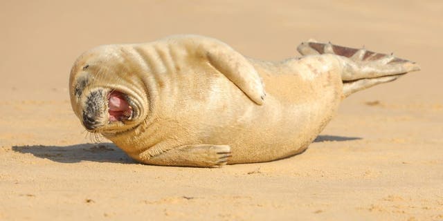 This fun-loving seal pup seems to be enjoying a side-splitting laugh as it rolls on the beach at Horsey Gap in Norfolk. (SWNS)