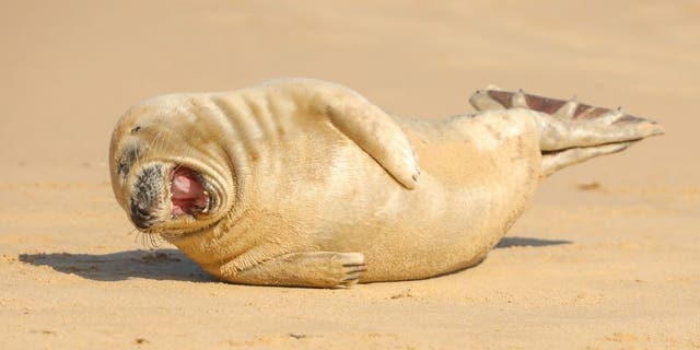 This fun-loving seal pup seems to be enjoying a side-splitting laugh as it rolls on the beach at Horsey Gap in Norfolk. (SWNS)