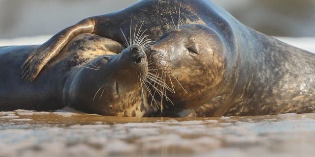 Two loved up seals kiss and cuddle on Horsey Beach, in Norfolk. (Credit: SWNS)