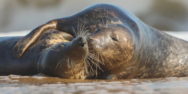 Two loved up seals kiss and cuddle on Horsey Beach, in Norfolk. (Credit: SWNS)