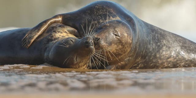 These heartwarming photos show the moment a pair of loved-up seals enjoyed a little 'smooch' on the beach as the waves crashed behind them - like a scene from a film. (Credit: SWNS)