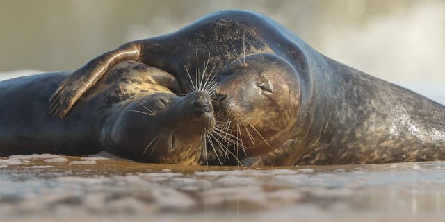 These heartwarming photos show the moment a pair of loved-up seals enjoyed a little 'smooch' on the beach as the waves crashed behind them - like a scene from a film. (Credit: SWNS)