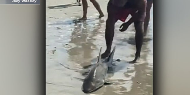 The shark can be seen after it was brought on the beach.
