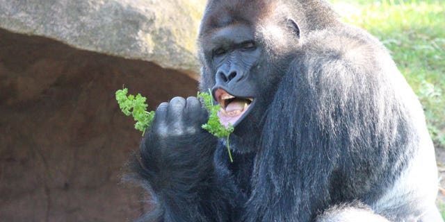 This is the moment that a photogenic gorilla, Richard, appears to sing into a microphone at Prague Zoo in the Czech Republic. (Credito: SWNS)