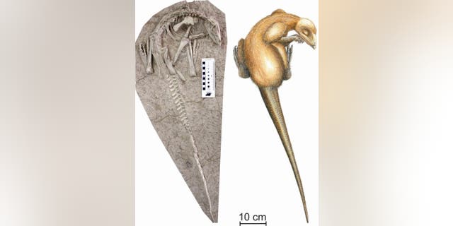 One of the two perfectly preserved skeletons of Changmiania liaoningensis and an artist's impression. (Drawing: Carine Ciselet)