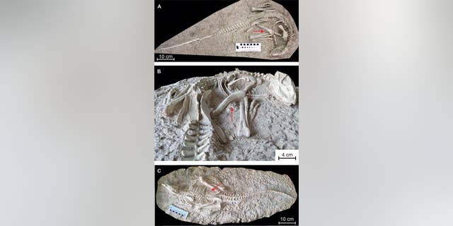 The two beautifully preserved skeletons (A/B and C) of Changmiania liaoningensis. Red arrows indicate gastrolith clusters. (Photo: RBINS)