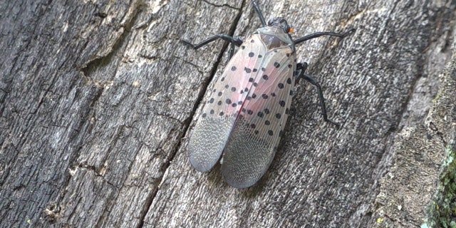 An invasive bug is spreading in the Northeast and causing problems for apple orchards. (Photo: Katie Byrne / Fox News Multimedia Reporter)
