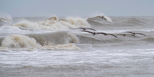 A squadron of pelicans navigates through the rough surf on Crystal Beach in the Bolivar Peninsula, Texas, on Sunday, Sept. 20, 2020.