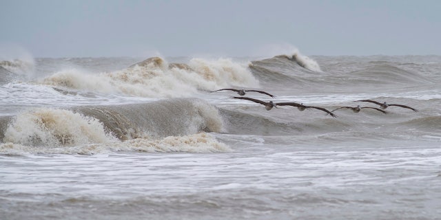 A squadron of pelicans navigates through the rough surf on Crystal Beach in the Bolivar Peninsula, Texas, on Sunday, Sept. 20, 2020.