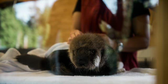 Joey gets combed and dried by his caretakers. Grooming is an important part of his daily ritual. (Credit: Vancouver Aquarium/Ocean Wise)