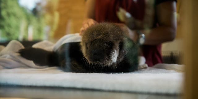 Joey gets combed and dried by his caretakers. Grooming is an important part of his daily ritual. (Credit: Vancouver Aquarium/Ocean Wise)
