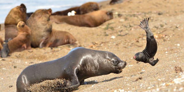 This is the horrifying moment a jilted seal takes his frustration out on a poor cub. (Credit: SWNS)