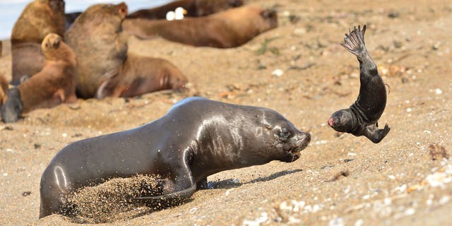 This is the horrifying moment a jilted seal takes his frustration out on a poor cub. (Credit: SWNS)