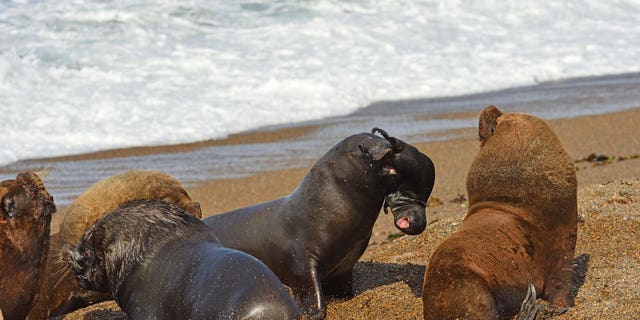 This image captured at Peninsula Valdes, Argentinian Patagonia, shows a sub-adult finding himself unable to fight against the bigger adults for the attention of the females. The scorned seal decides to vent this frustration by kidnapping a newborn pup. He hoists the terrified baby up into the air and proceeds to run across the beach brandishing the baby in his mouth before hurling it into the sand. (Credit: SWNS)