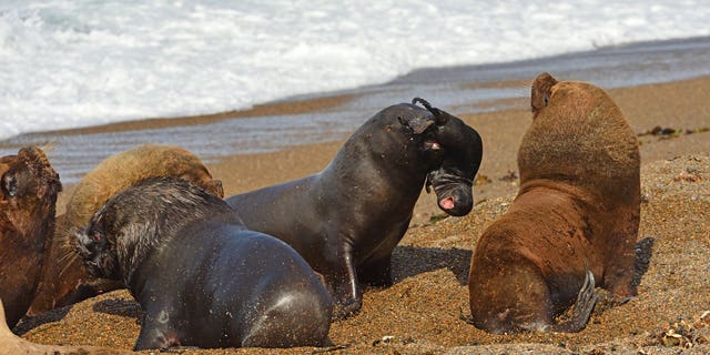 This image captured at Peninsula Valdes, Argentinian Patagonia, shows a sub-adult finding himself unable to fight against the bigger adults for the attention of the females. The scorned seal decides to vent this frustration by kidnapping a newborn pup. He hoists the terrified baby up into the air and proceeds to run across the beach brandishing the baby in his mouth before hurling it into the sand. (Credit: SWNS)