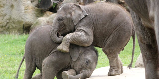 Two juvenile elephants have been caught on camera wrestling with each other. Taken at Prague Zoo, the adorable pics show Amalee the elephant climbing on her big sister Lakuna's back in a beautiful display of affection. (SWNS)