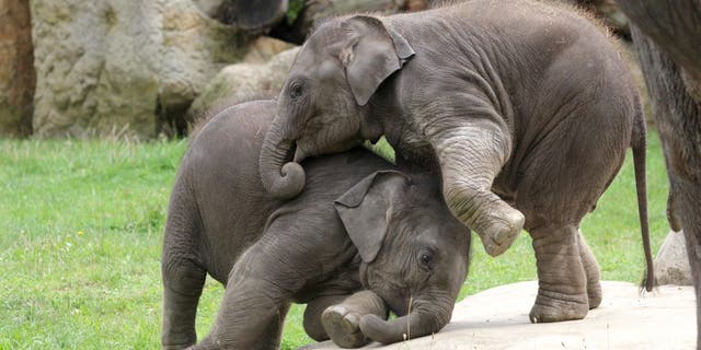 Two juvenile elephants have been caught on camera wrestling with each other. Taken at Prague Zoo, the adorable pics show Amalee the elephant climbing on her big sister Lakuna's back in a beautiful display of affection.
