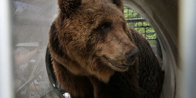 The bear is named M49 but has been nicknamed “Papillon” after the 1973 movie about a prison escape. (Press Office of the Autonomous Province of Trento)