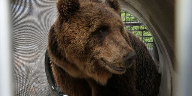 The bear is named M49 but has been nicknamed “Papillon” after the 1973 movie about a prison escape. (Press Office of the Autonomous Province of Trento)