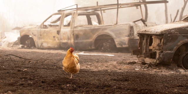 A chicken wanders through charred remains from the Beachie Creek Fire near the destroyed Oregon Department of Forestry, North Cascade District Office in Lyons, Ore., Sunday, Sept. 13, 2020.