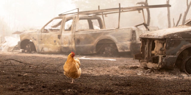 A chicken wanders through charred remains from the Beachie Creek Fire near the destroyed Oregon Department of Forestry, North Cascade District Office in Lyons, Ore., Sunday, Sept. 13, 2020.