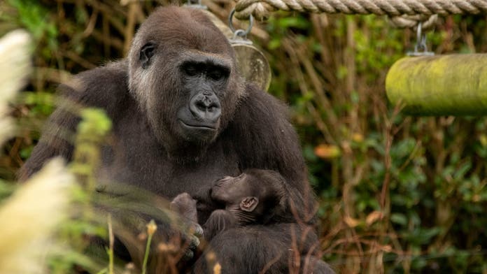 Newborn Gorilla Spotted Cuddling With Mom In Viral Photos Fox News