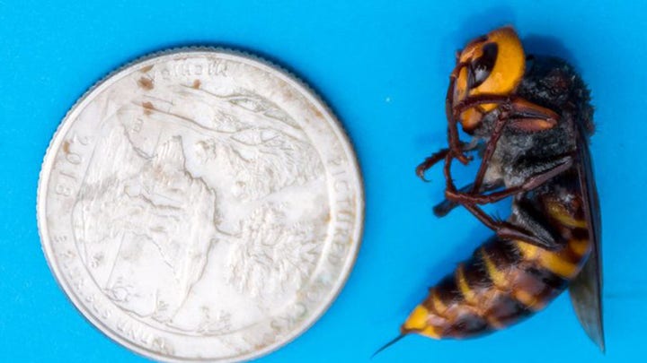 'Murder hornets' pose risk to honey bee population