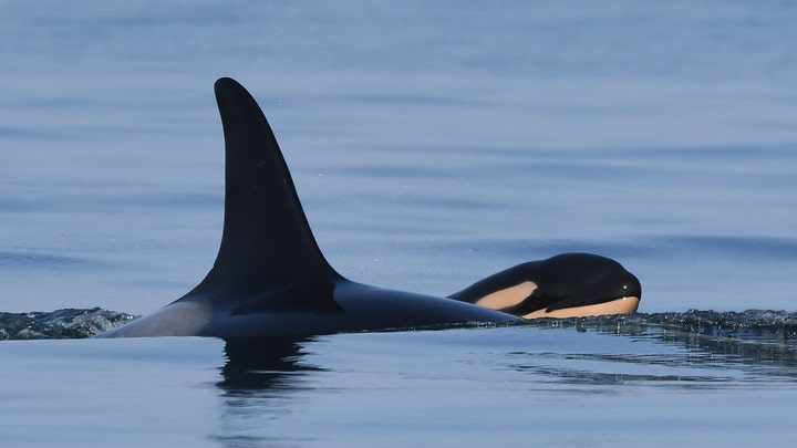 Killer whales taught to speak, new report