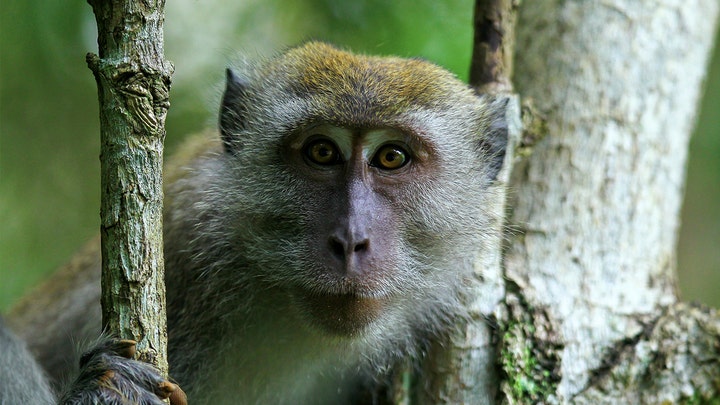 Missouri woman fighting to keep 'emotional support monkeys' on property