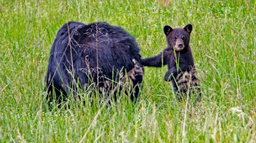 Bear surprises jogger on trail, swipes at her leg