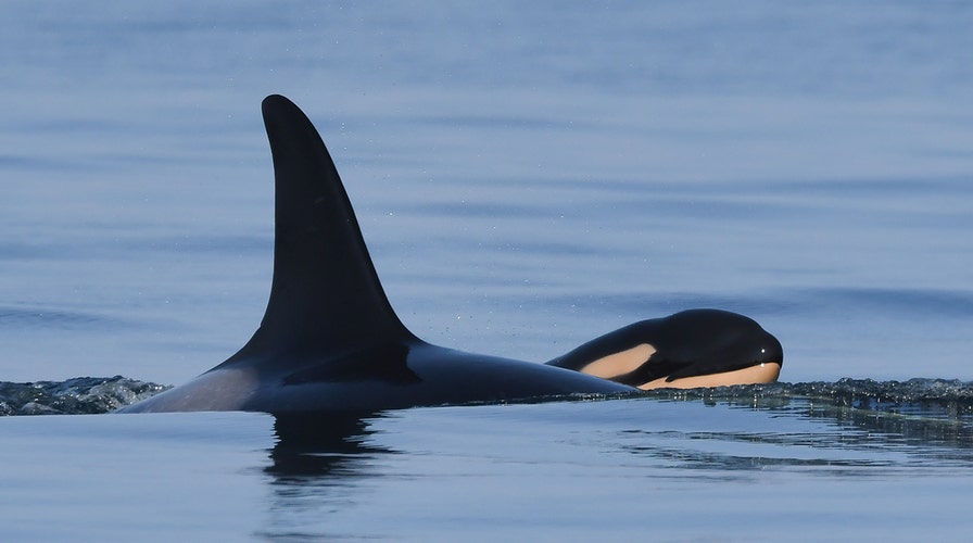 Killer whales taught to speak, new report