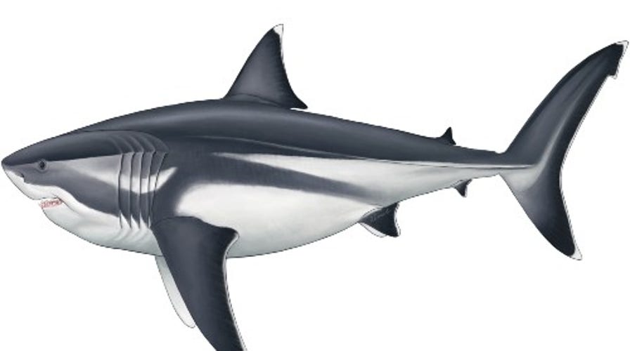 Megalodon killer shark may have been wiped out by great whites
