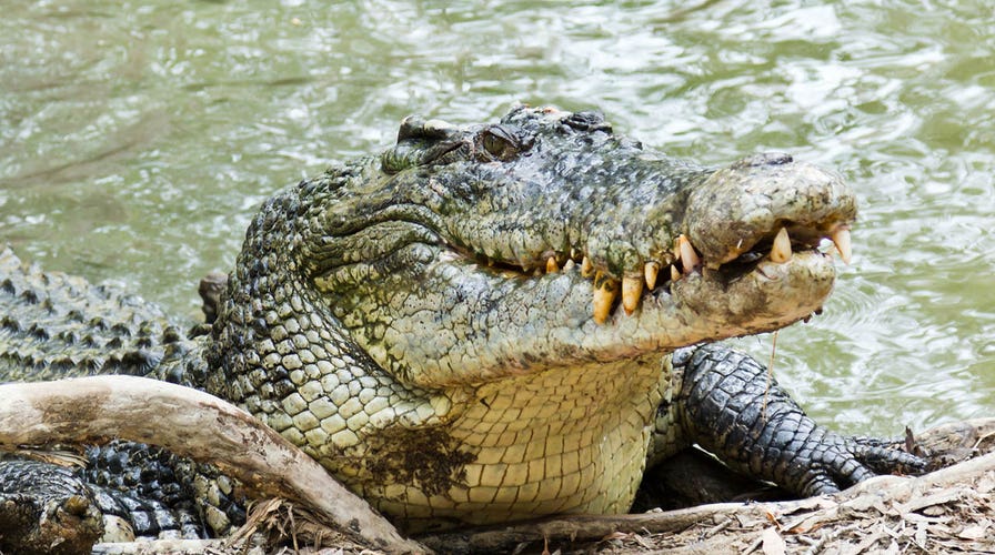 Massive python swallows croc whole 