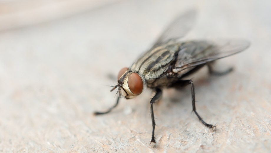 Man chasing fly accidentally blows up part of house: report