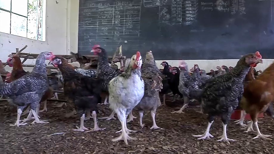 Chickens replace students in closed Kenyan school as educators struggle to earn a living
