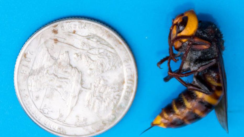 More Asian Giant Murder Hornets Found In Washington State Officials
