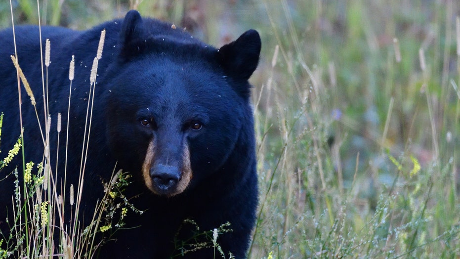 11-year-old Wisconsin girl harvests potential state record black bear 11-year-old Wisconsin girl harvests potential state record black bear