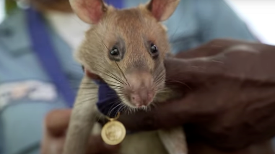 Giant rat earns animal hero award for sniffing out landmines in