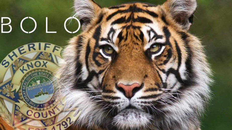 Tiger on the loose near Knoxville as Tennessee authorities continue massive search