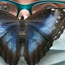 A few hours old, a sky butterfly lands on a woman wearing a face mask at the Alaris Butterfly Park in Lutherstadt Wittenberg, Germany, Sept. 8, 2020. 