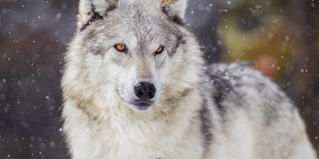 Wisconsin wolf hunt ends early after 82 wolves harvested in less than two days - Vimarsana News